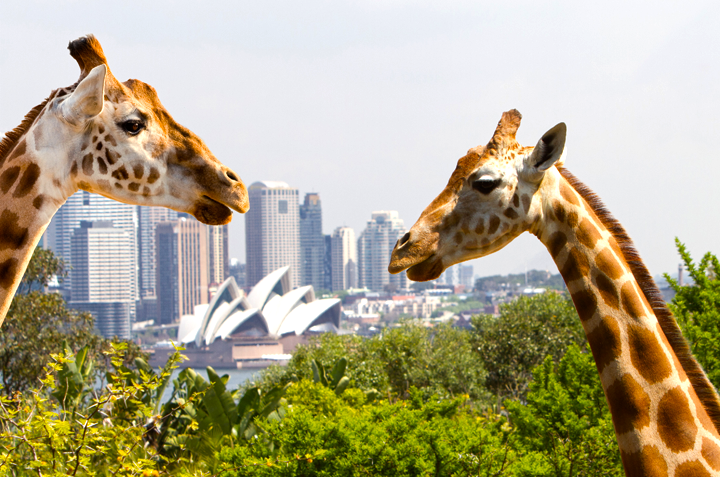 Du lịch Úc 5 ngày 4 đêm giá tốt dịp tết bính thân 2016